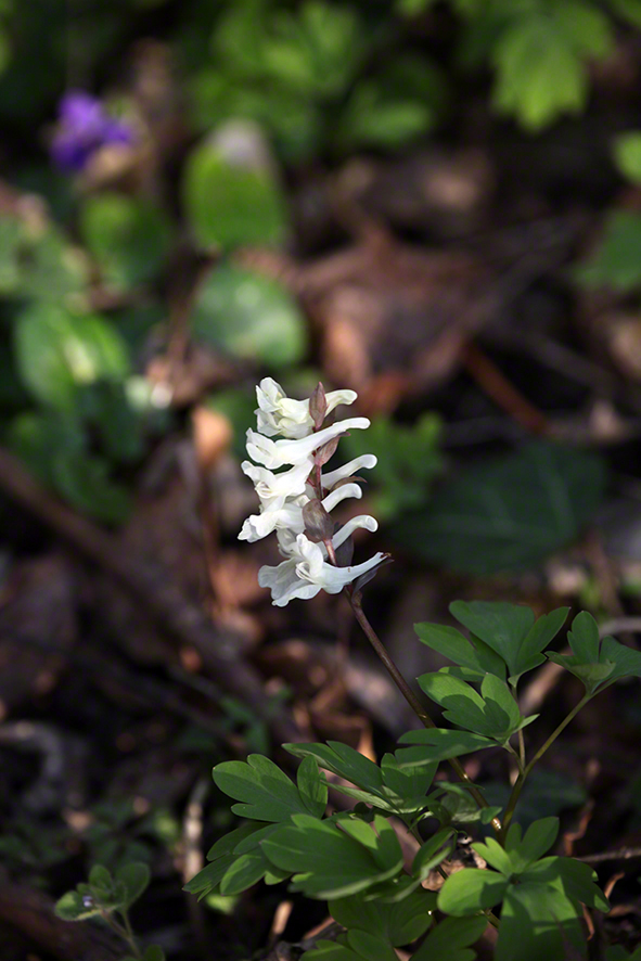 Hohler Lerchensporn